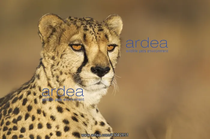 : Cheetah - male - photographed in captivity on a : Cheetah - male - photographed in captivity on a