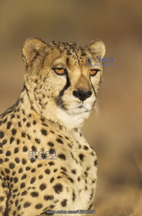 : Cheetah - male - photographed in captivity on a : Cheetah - male - photographed in captivity on a