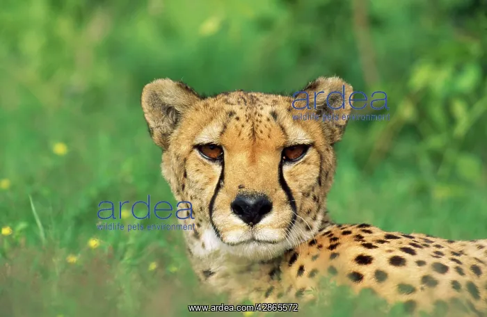 : Cheetah - male, in rainy season with green vegatation : Cheetah - male, in rainy season with green vegatation