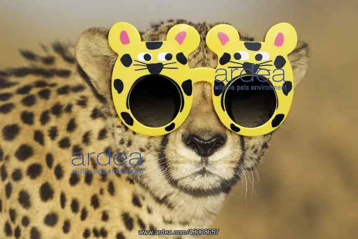  : Cheetah, male wearing sunglasses