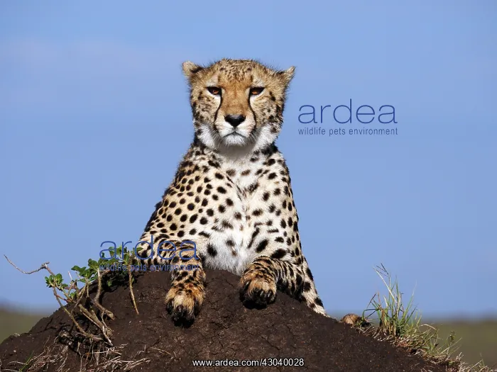  : Cheetah in the Masai Mara, Kenya, Africa