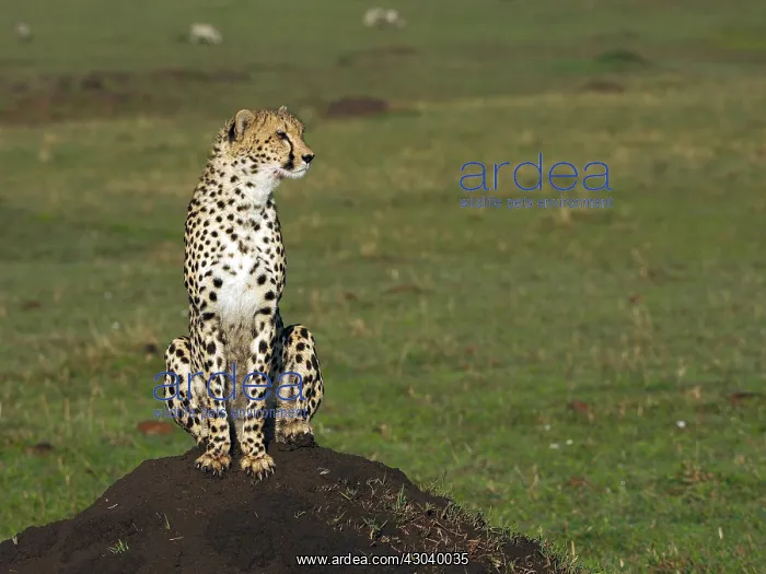  : Cheetah in the Masai Mara, Kenya, Africa
