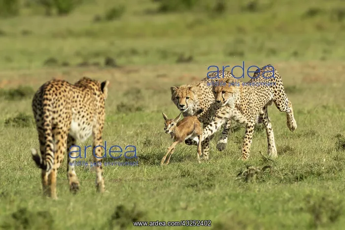: Cheetah mother (Acinonyx jubatus) teaches her young : Cheetah mother (Acinonyx jubatus) teaches her young