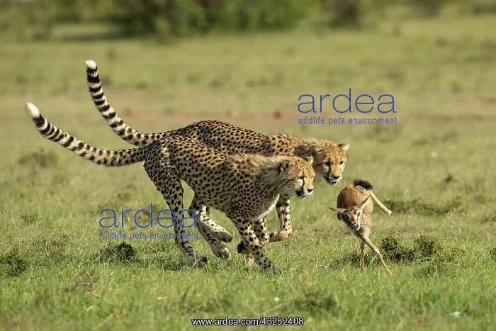 : Cheetah mother (Acinonyx jubatus) teaches her young : Cheetah mother (Acinonyx jubatus) teaches her young
