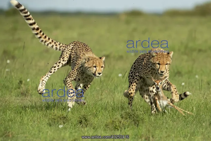 : Cheetah mother (Acinonyx jubatus) teaches her young : Cheetah mother (Acinonyx jubatus) teaches her young