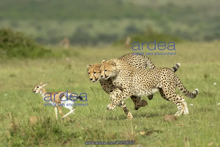 : Cheetah mother (Acinonyx jubatus) teaches her young : Cheetah mother (Acinonyx jubatus) teaches her young