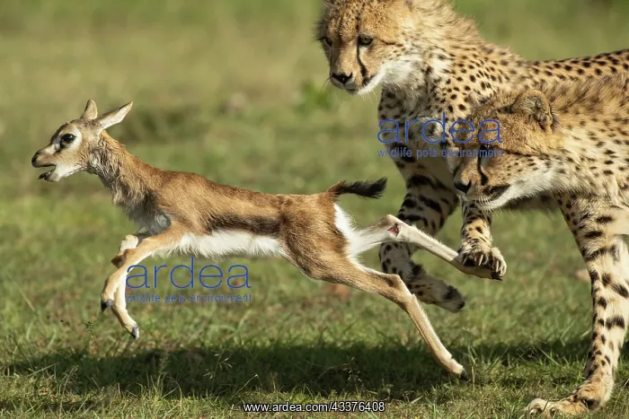 : Cheetah mother (Acinonyx jubatus) teaches her young : Cheetah mother (Acinonyx jubatus) teaches her young