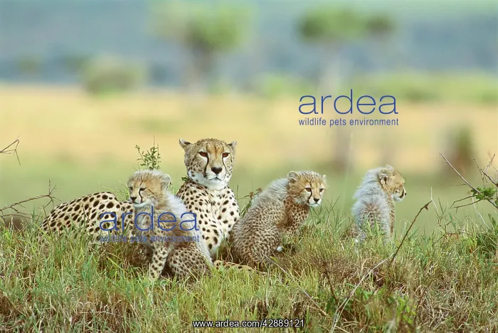  : Cheetah - mother and cubs