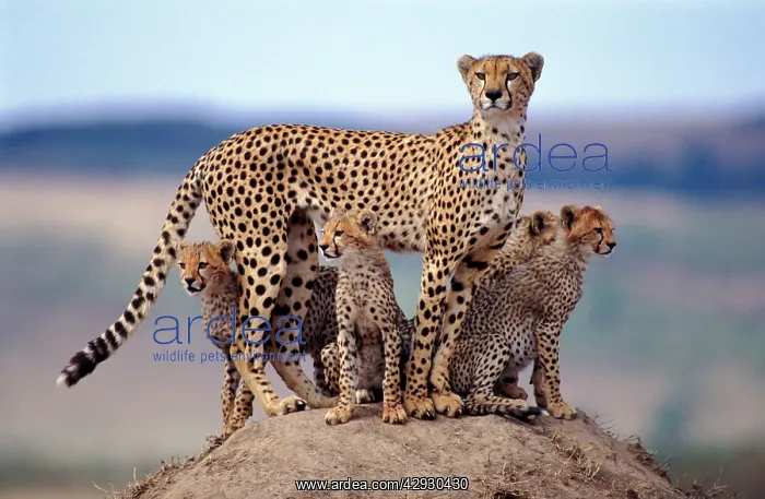 : CHEETAH - mother with four cubs standing on termite mound : CHEETAH - mother with four cubs standing on termite mound