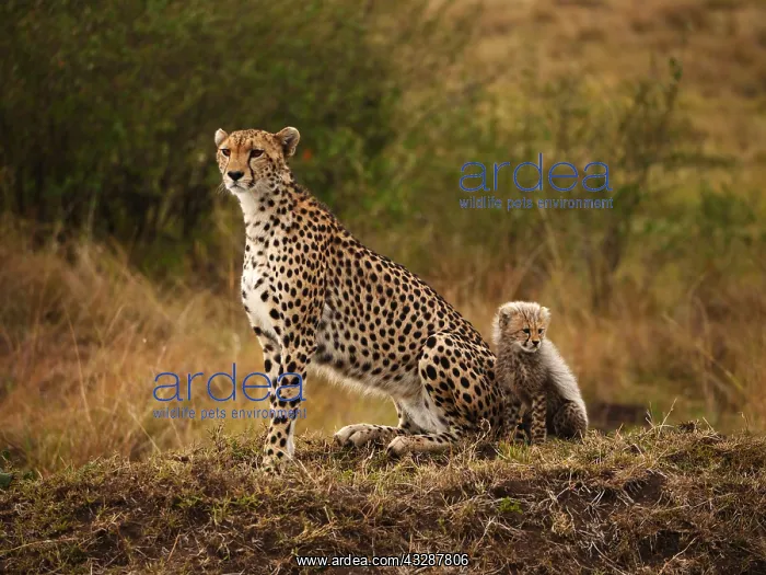 : Cheetah-mother and cup are sitting together and : Cheetah-mother and cup are sitting together and