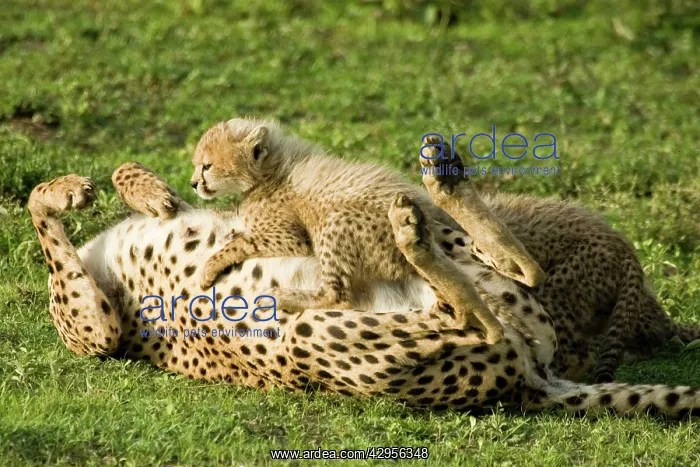 : Cheetah - Mother playing with her cub : Cheetah - Mother playing with her cub
