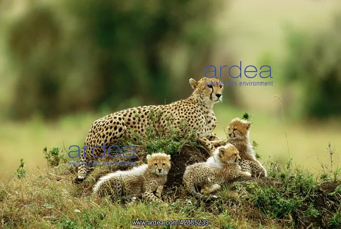  : CHEETAH - mother with three young cubs