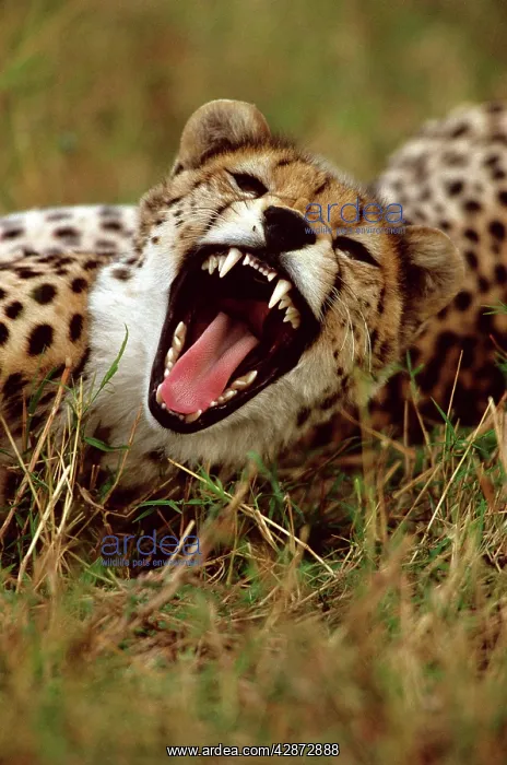  : Cheetah - with mouth open