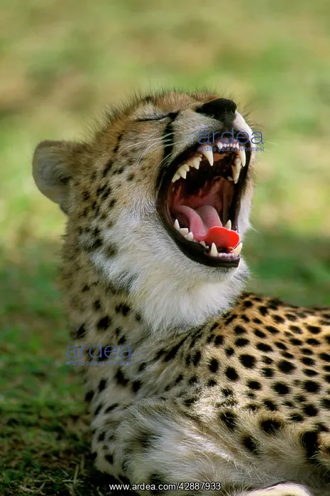  : Cheetah - with mouth open