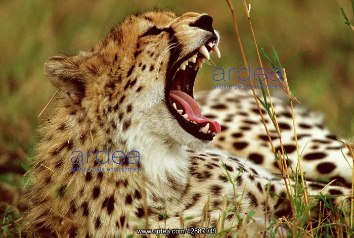  : Cheetah - with mouth open