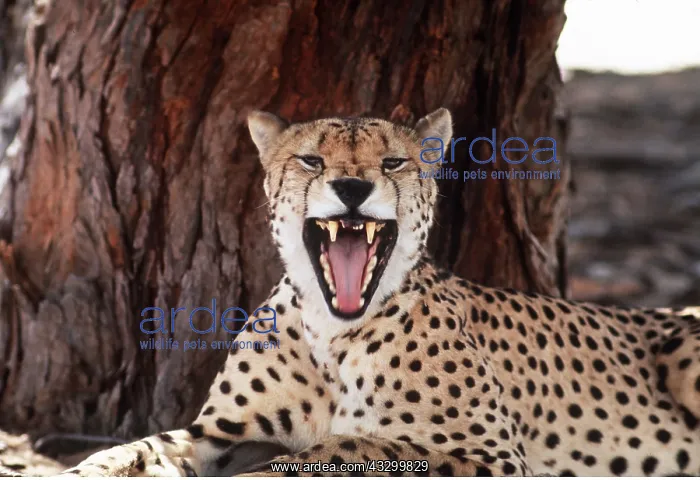 : CHEETAH - with mouth open : CHEETAH - with mouth open