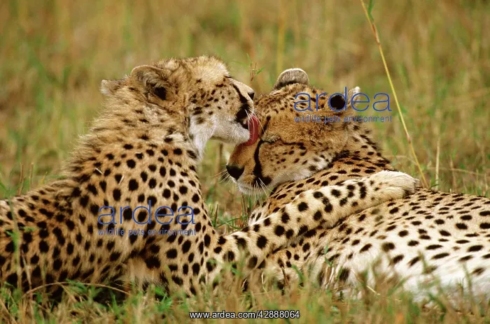  : Cheetah - pair grooming each other