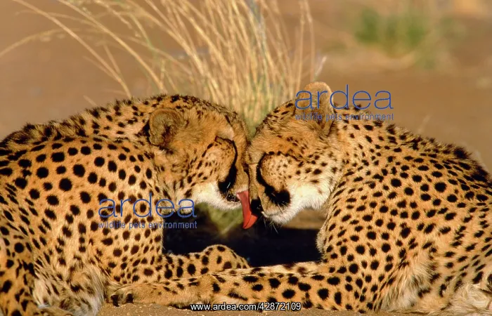 : CHEETAH - pair grooming, facing : CHEETAH - pair grooming, facing