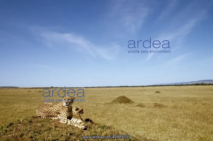  : Cheetah - pair on old termite mound as vantage point