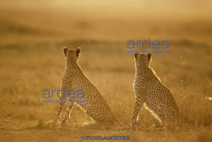  : Cheetah - pair seated