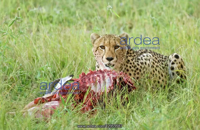 : Cheetah - With partly eaten impala prey : Cheetah - With partly eaten impala prey