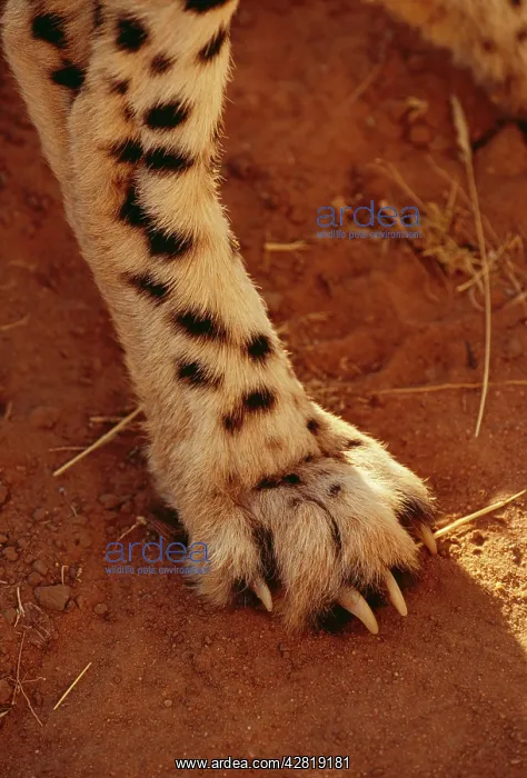  : CHEETAH - Paw showing non-retractable claw