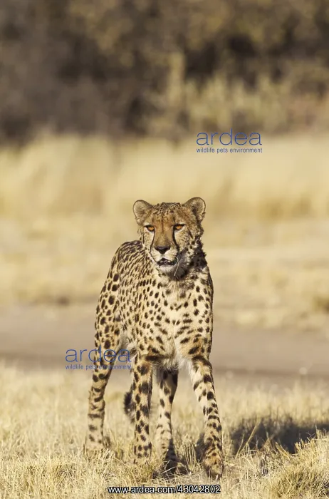 : Cheetah - photographed in captivity - Harnas Wildlife : Cheetah - photographed in captivity - Harnas Wildlife