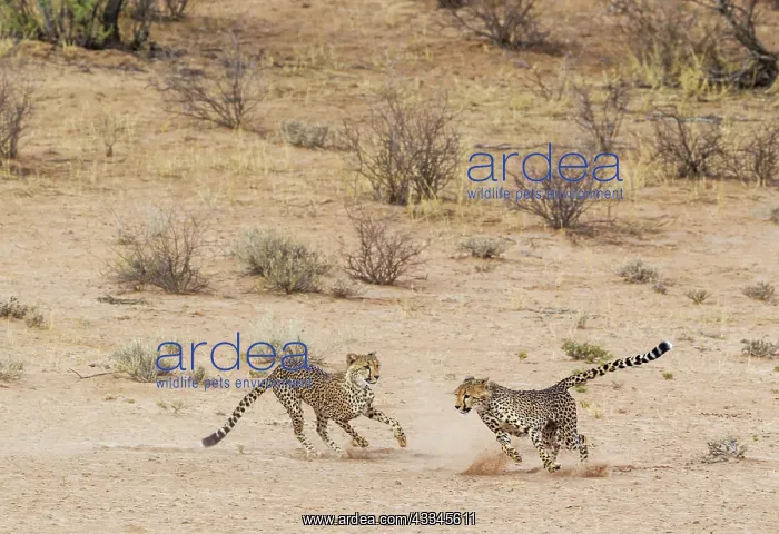 : Cheetah. Two playful subadult males in the dry and : Cheetah. Two playful subadult males in the dry and