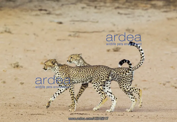 : Cheetah. Two playful subadult males in the dry and : Cheetah. Two playful subadult males in the dry and