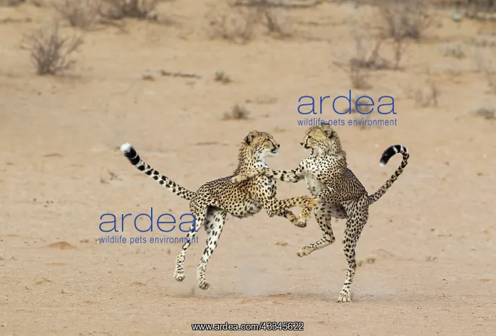 : Cheetah. Two playful subadult males in the dry and : Cheetah. Two playful subadult males in the dry and
