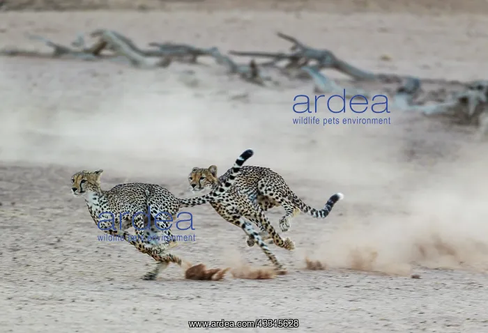 : Cheetah. Two playful subadult males in the dry and : Cheetah. Two playful subadult males in the dry and