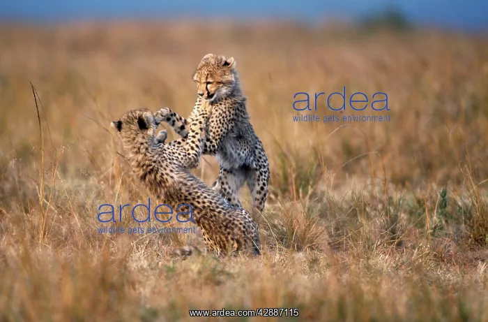 : Cheetah - two playing : Cheetah - two playing
