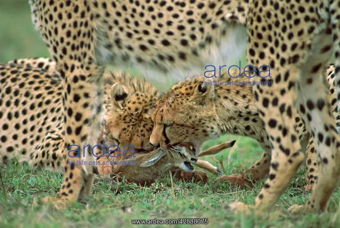  : Cheetah - with prey (ThomsonIs gazelle)