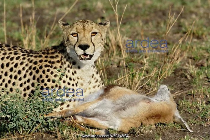 : Cheetah with prey (Thomson's Gazelle), Acinonyx : Cheetah with prey (Thomson's Gazelle), Acinonyx