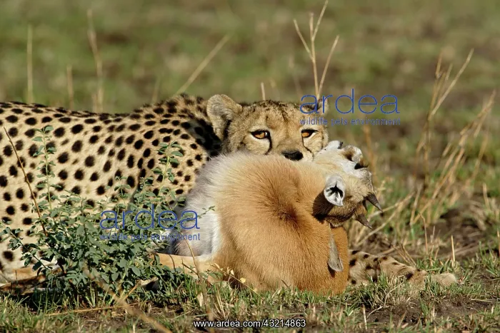 : Cheetah with prey (Thomson's Gazelle), Acinonyx : Cheetah with prey (Thomson's Gazelle), Acinonyx