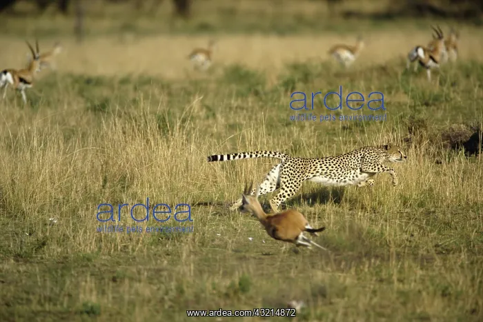 : Cheetah in pursuit of Thomson's Gazelle : Cheetah in pursuit of Thomson's Gazelle