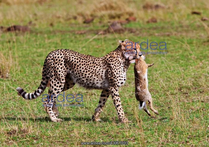 : Cheetah with rabbit kill (Acinonyx Jubatus) : Cheetah with rabbit kill (Acinonyx Jubatus)