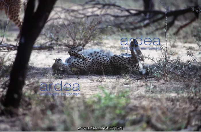 : CHEETAH - relaxing on back : CHEETAH - relaxing on back
