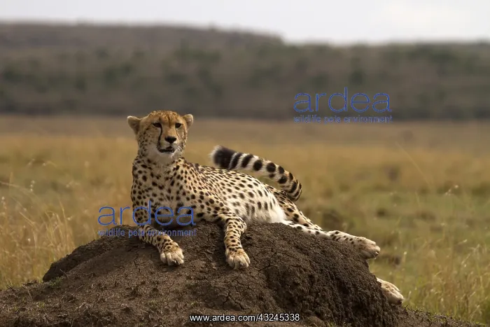 : Cheetah - relaxing on a termite mound - Kenya, Africa : Cheetah - relaxing on a termite mound - Kenya, Africa