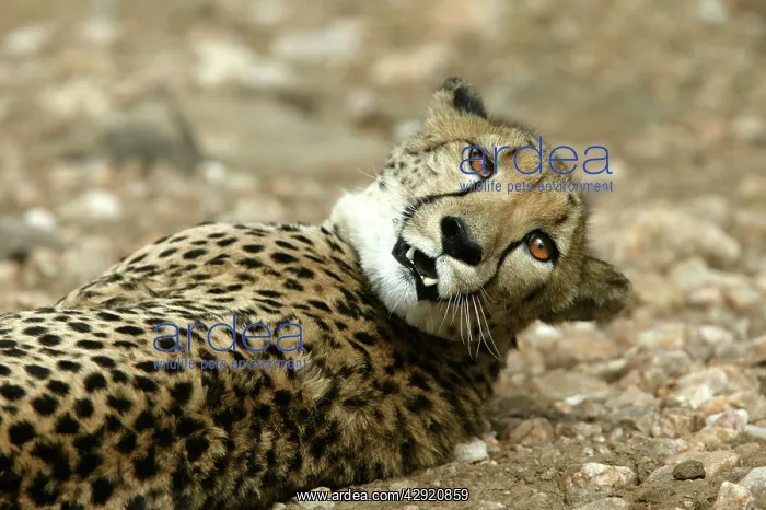 : Cheetah - resting : Cheetah - resting