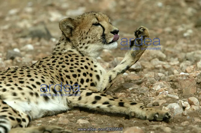 : Cheetah - resting : Cheetah - resting