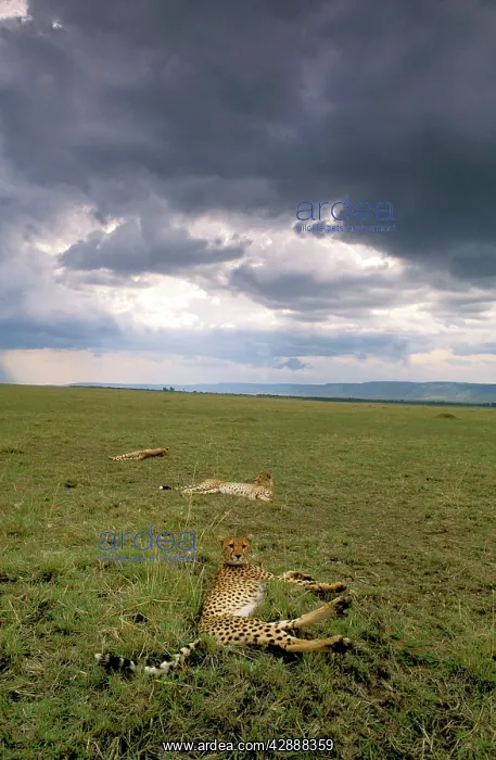  : Cheetah - resting after eating