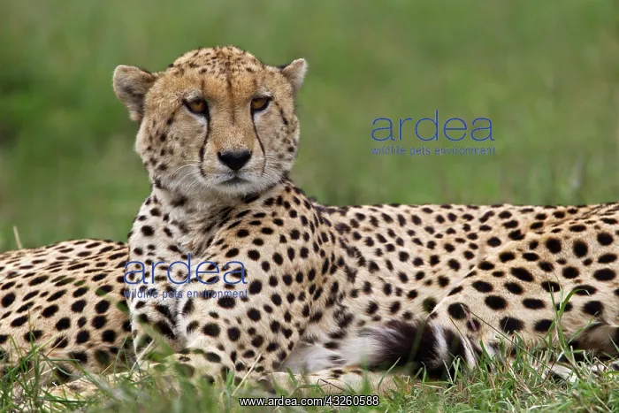 : Cheetah resting, Maasai Mara, Kenya : Cheetah resting, Maasai Mara, Kenya