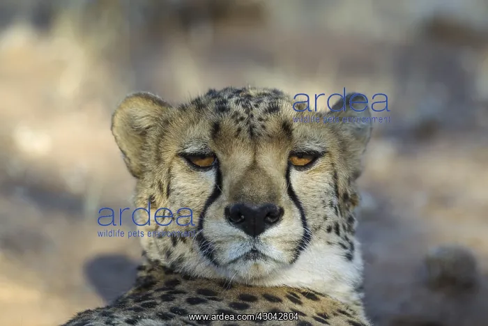 : Cheetah - resting male - photographed in captivity : Cheetah - resting male - photographed in captivity