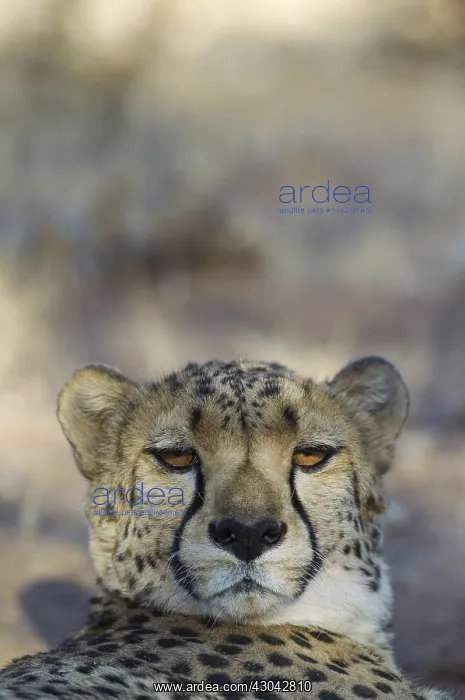 : Cheetah - resting male - photographed in captivity : Cheetah - resting male - photographed in captivity