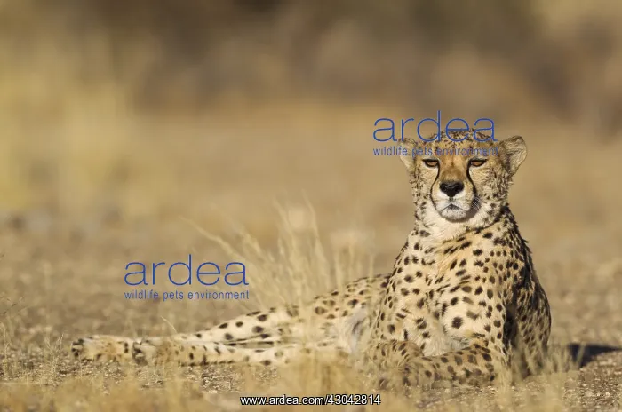 : Cheetah - resting male - photographed in captivity : Cheetah - resting male - photographed in captivity