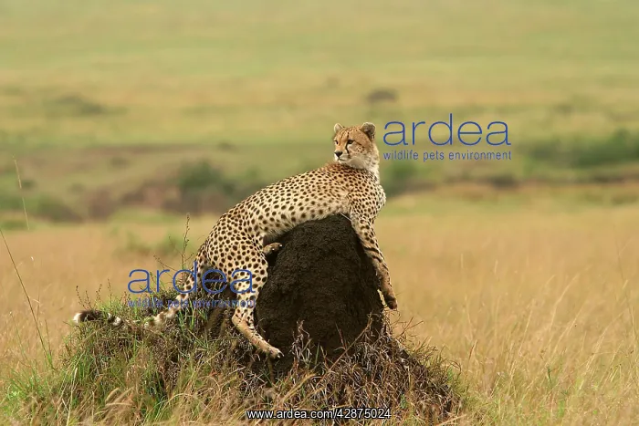 : Cheetah - resting on mound : Cheetah - resting on mound