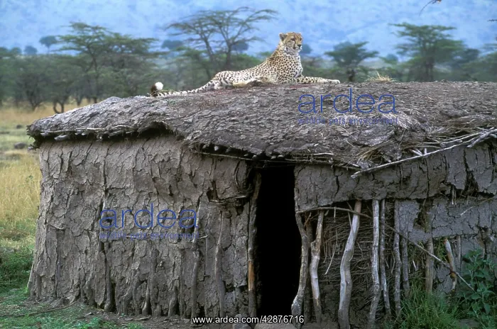 : Cheetah - resting on roof of mud hut : Cheetah - resting on roof of mud hut