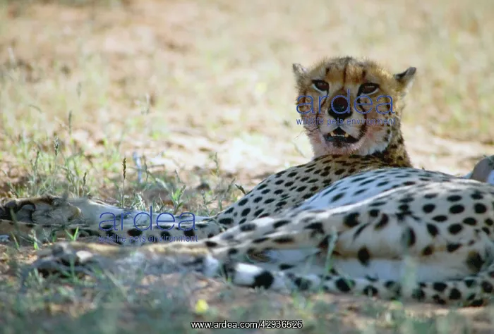 : Cheetah resting in shade during heat of day : Cheetah resting in shade during heat of day