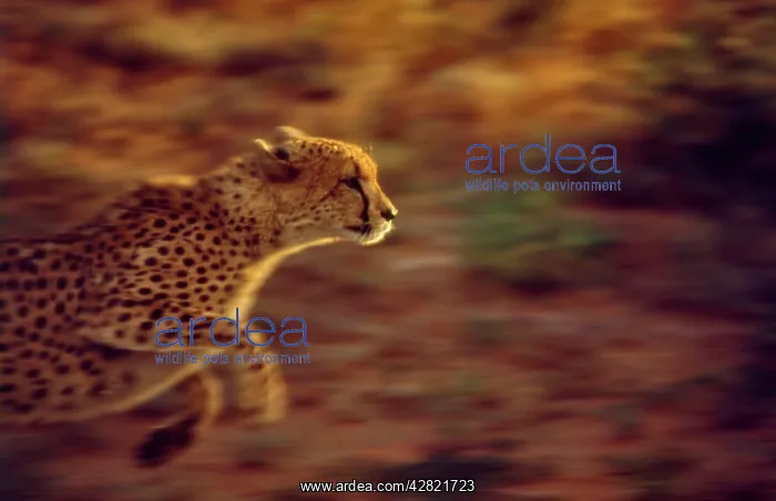 : Cheetah - Running : Cheetah - Running